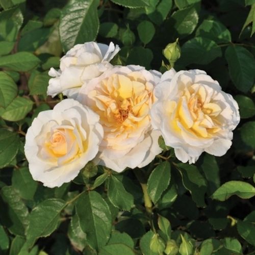 Világos sárga - virágágyi floribunda rózsa